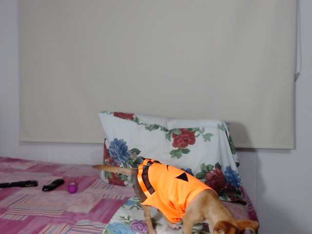 Скриншоты трансляции LucyPalma