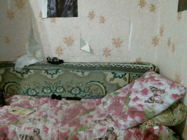 Скриншоты трансляции kar0linaa666