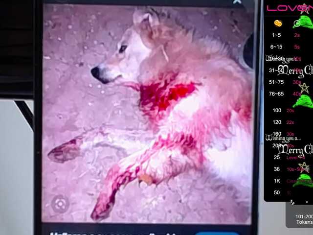 Скриншоты трансляции sofiaclaus