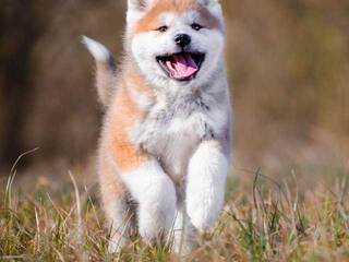 Эротический видеочат Val309a