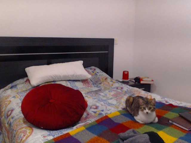 Скриншоты трансляции vanelatin